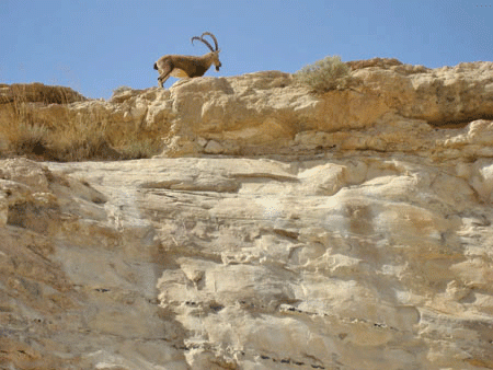 ein-gedi