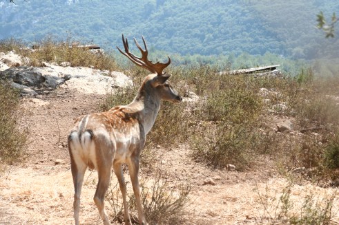 fallow_deer_israel