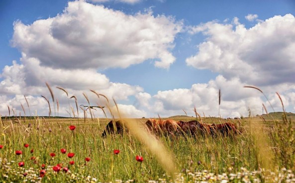 golan-heights