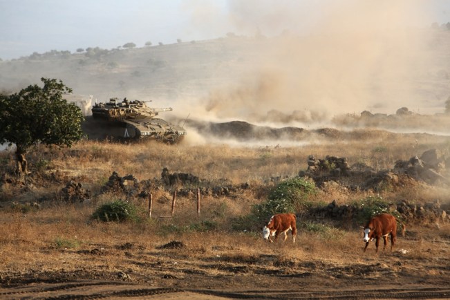 golan-herd-cattle-and-israeli-tank