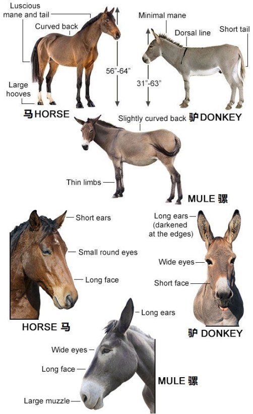 horse-donkey-and-mule