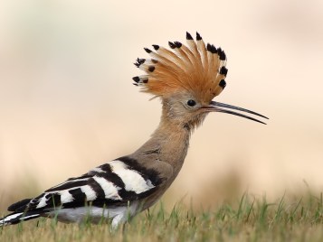 戴鵀（Hoopoe）是以色列常见的一种鸟，又叫戴胜，有美丽的羽毛，2008年被选为以色列的国鸟。戴胜的母鸟不处理雏鸟的粪便，孵卵期间又从尾部腺体中排出一种黑棕色的油状液体，因此以巢恶臭闻名。戴胜也是金门县的县鸟，常栖息在破墓穴中，金门人称之为墓坑鸟。