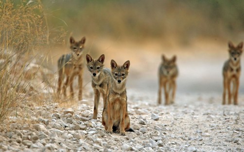 jackals-near-jerusalem