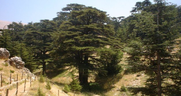 lebanon_cedar_forest