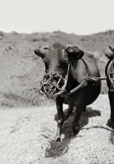 muzzled-cow-used-for-threshing