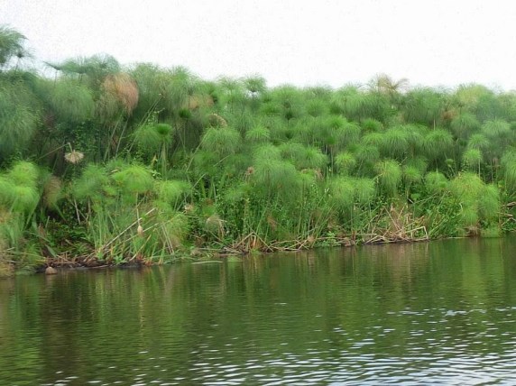 papyrus-along-nile