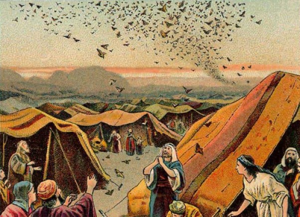 quail_Bible