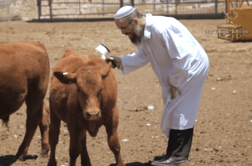 red-heifer-temple-instititue