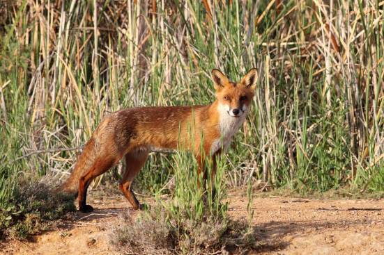 redfox