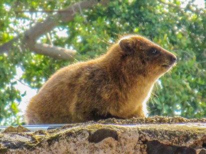 rock-hyrax