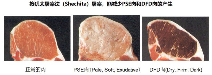 shechita-pse-dfd