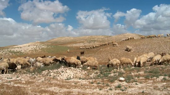 sheep-walk-at-the-judean-desert