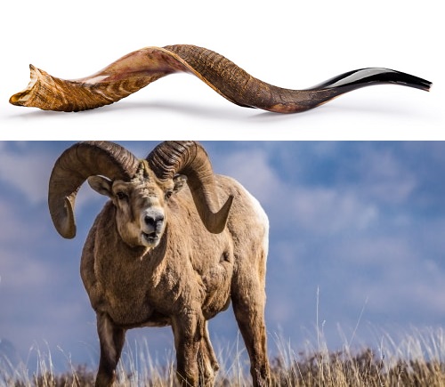shofar