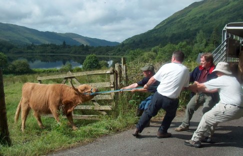 stubborn-cow
