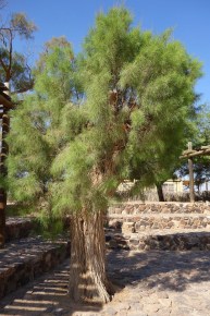 tamarisk-tree