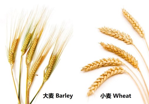 wheat_barley