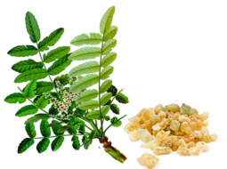 boswellia-sorrota-500x500.png