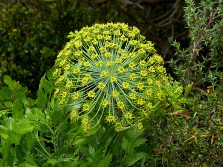 喜利比拿 （galbanum）