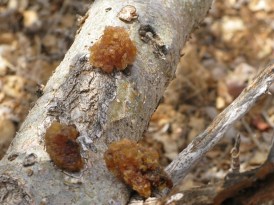 Myrrh (Commiphora Molmol Syn. C. Myrrha) Overview, Health Benefits, Side effects (2).jpg