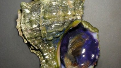 201126191412_Hexaplex-trunculus-Malfatano-470x264
