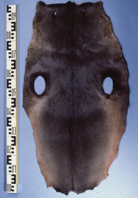 Arctocephalus_pusillus_(South_African_fur_seal)_fur_skin_2