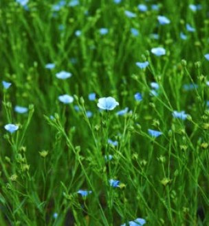 Linen_plant