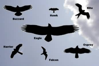 2325282492a3c1e0cc564724b613c9bc_uk-raptors_345-230