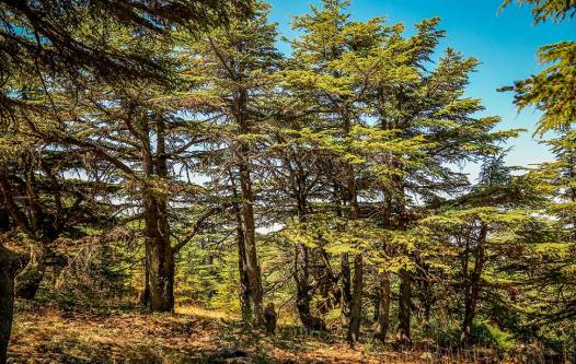 shouf-biospher-reserve